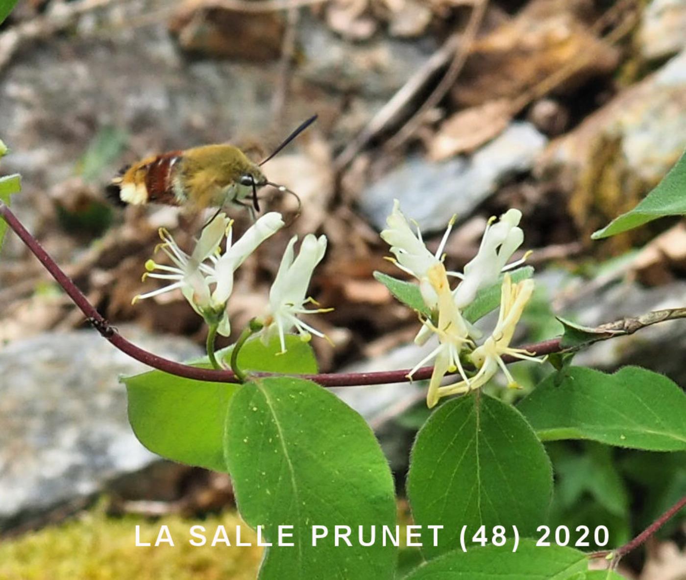 Honeysuckle, Fly flower